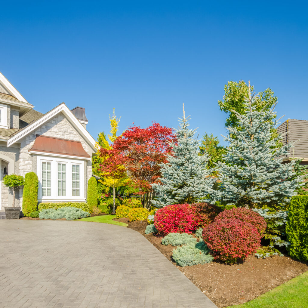 Front yard of a house with colorful autumn shrubs and evergreen trees against a bright blue sky in clear weather.